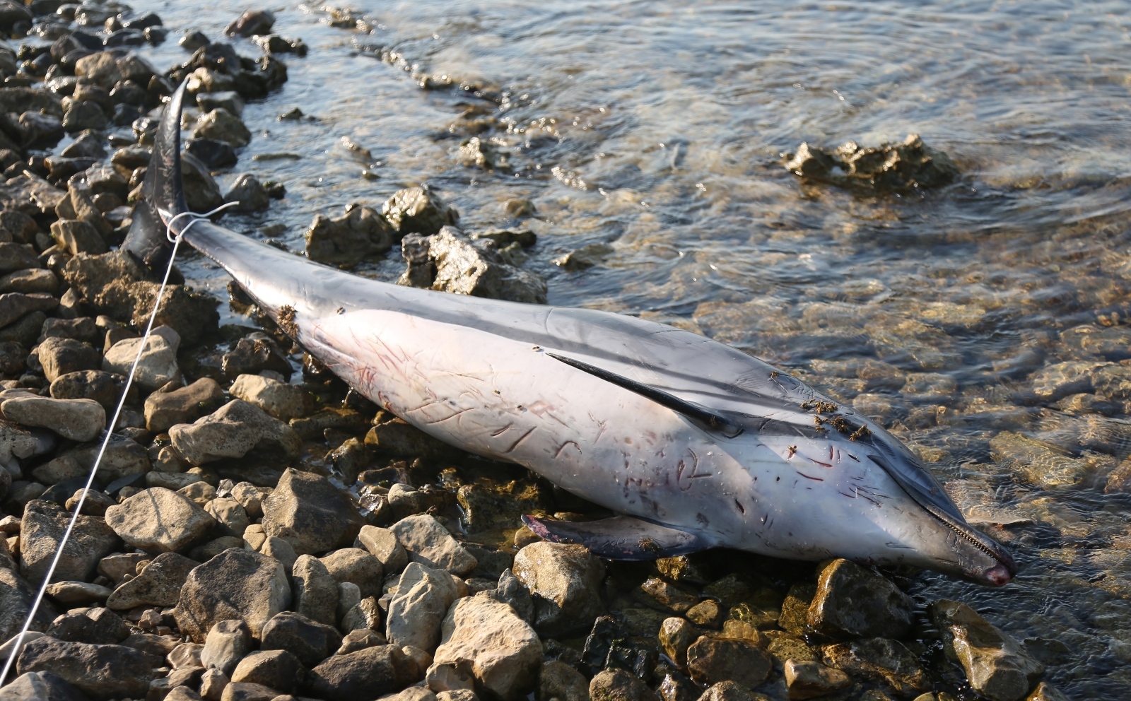 Na plaži u Zablaću pronađen uginuli dupin Na plaži u Zablaću pronađen uginuli dupin