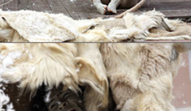 Benas Sarka performans (Foto:http://www.unidram.)