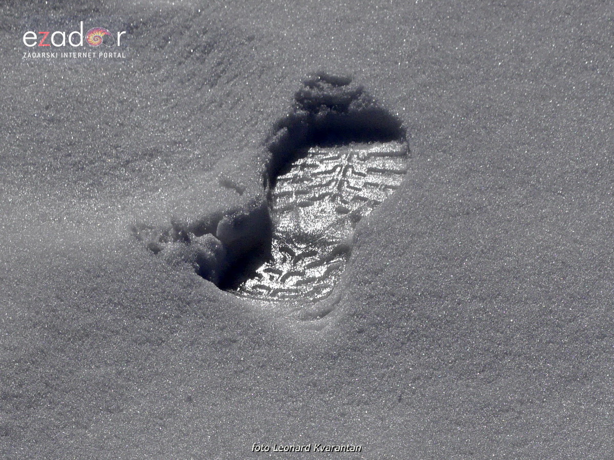 Tulove grede pod snježnim pokrivačem Tulove grede pod snježnim pokrivačem