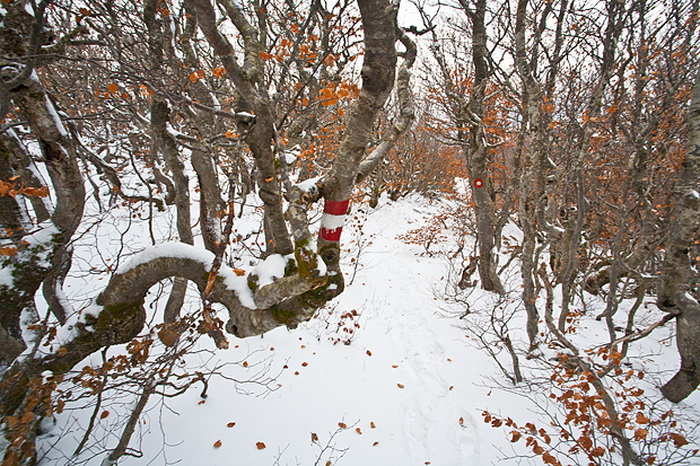 Đir do vrha Zečjak na sjevernom Velebitu, Foto: Leo Banić