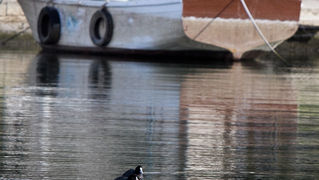 Liske u uvali Bregdetti 24. siječnja