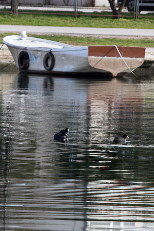 Liske u uvali Bregdetti 24. siječnja