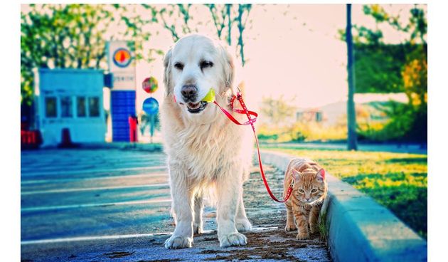 “Samo ljubav”: Humanitarna akcija/izložba za Zadarski azil, foto: Iva Perinčić