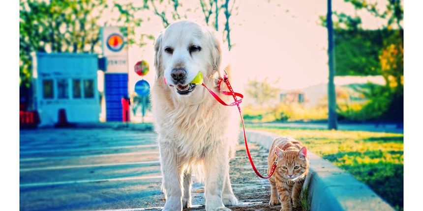 “Samo ljubav”: Humanitarna akcija/izložba za Zadarski azil, foto: Iva Perinčić “Samo ljubav”: Humanitarna akcija/izložba za Zadarski azil, foto: Iva Perinčić
