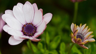 Priroda, cvijece, livada, sparoge, foto: Leo Banic