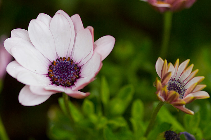 Priroda, cvijece, livada, sparoge, foto: Leo Banic