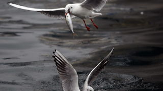Zadar, 161110.
Galebovi su se danas za rucak odlucili za riblji meni. 
Na slici: uvala Jazine kraj zadarskog mosta.
Foto: Jure Miskovic / CROPIX