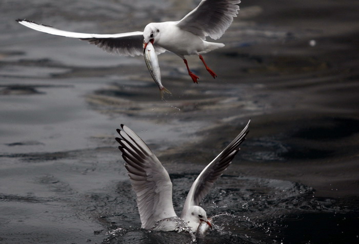 Zadar, 161110.
Galebovi su se danas za rucak odlucili za riblji meni. 
Na slici: uvala Jazine kraj zadarskog mosta.
Foto: Jure Miskovic / CROPIX