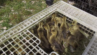 Benkovački sajam, 10. svibnja 2015.