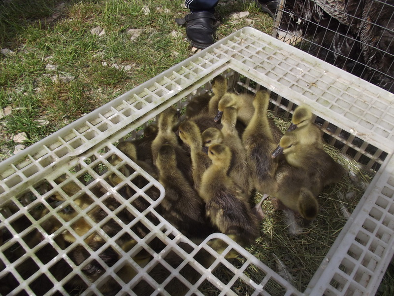 Benkovački sajam, 10. svibnja 2015.