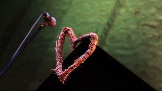 Zemlja bez granica: koncert Jelene Radan na Forumu foto: Angelo Virag Zemlja bez granica: koncert Jelene Radan na Forumu foto: Angelo Virag