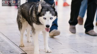 Subotnja špica 28. listopada 2017. Subotnja špica 28. listopada 2017.