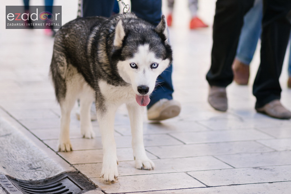 Subotnja špica 28. listopada 2017. Subotnja špica 28. listopada 2017.