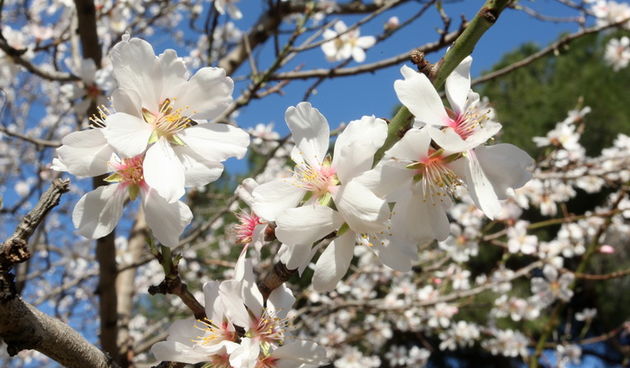 Zadar, 070312.
Da nam se proljece blizi vidi se po procvjetalim stablima bajama koji su procvjetali u malom parku na zadarskom predjelu Vostarnice.
Foto: Andrija Lucic / cropix