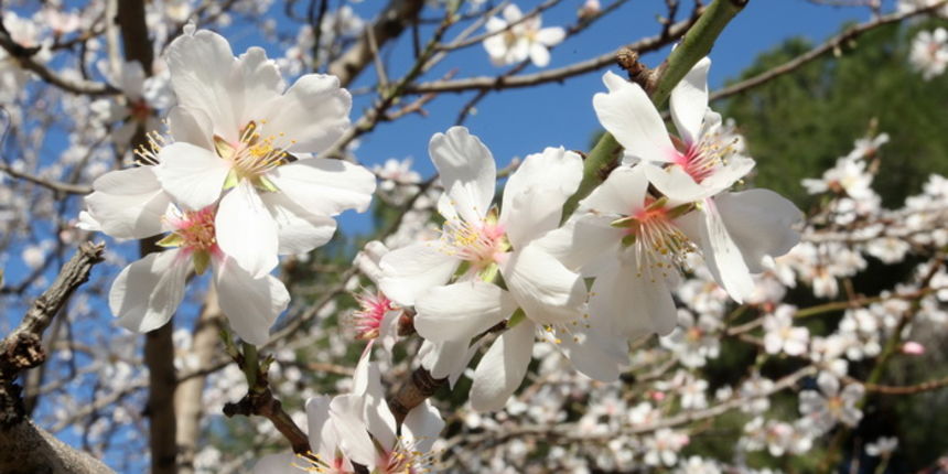 Zadar, 070312.
Da nam se proljece blizi vidi se po procvjetalim stablima bajama koji su procvjetali u malom parku na zadarskom predjelu Vostarnice.
Foto: Andrija Lucic / cropix