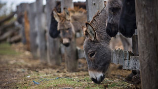 Farma “Dar-mar” (foto:Saša Čuka)