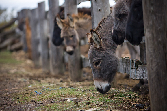 Farma “Dar-mar” (foto:Saša Čuka)