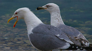 Moj galebe by Leo Banić