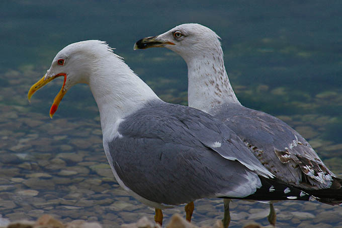 Moj galebe by Leo Banić