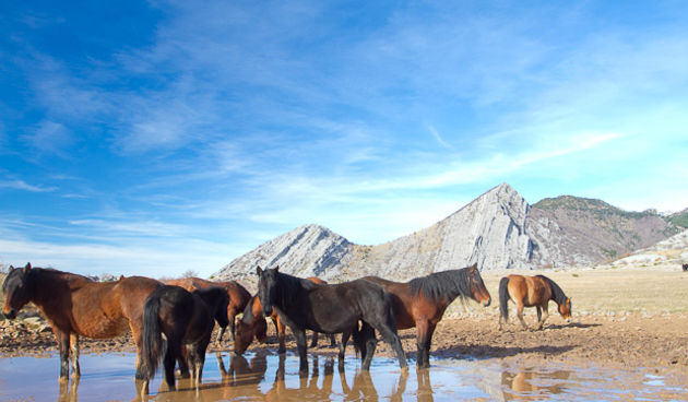 Libinje: Velebitski divlji konji, Foto: Leo Banić