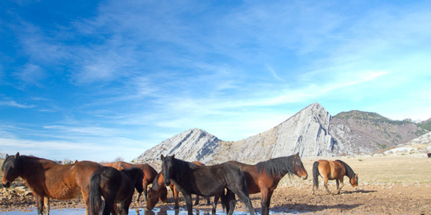 Libinje: Velebitski divlji konji, Foto: Leo Banić