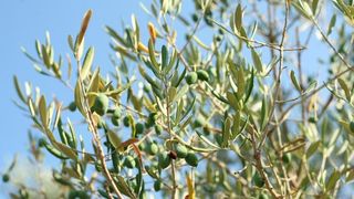 Lun: u posjeti tisućljetnom masliniku, Foto: Luka Stanzl/PIXSELL Lun: u posjeti tisućljetnom masliniku, Foto: Luka Stanzl/PIXSELL