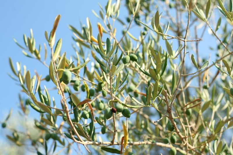 Lun: u posjeti tisućljetnom masliniku, Foto: Luka Stanzl/PIXSELL Lun: u posjeti tisućljetnom masliniku, Foto: Luka Stanzl/PIXSELL