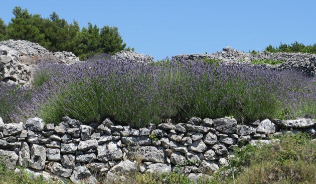 Lavanda