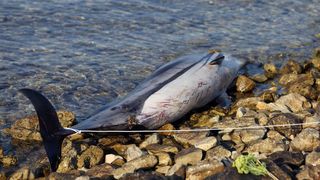 Na plaži u Zablaću pronađen uginuli dupin Na plaži u Zablaću pronađen uginuli dupin