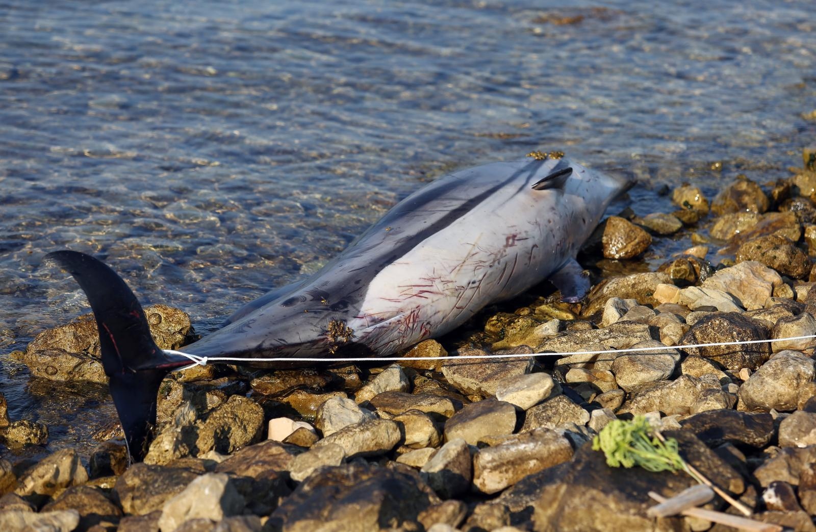 Na plaži u Zablaću pronađen uginuli dupin Na plaži u Zablaću pronađen uginuli dupin