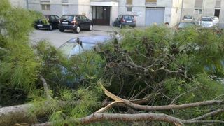 Sruseni bor u ulici Ante Starcevica