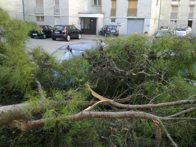 Sruseni bor u ulici Ante Starcevica