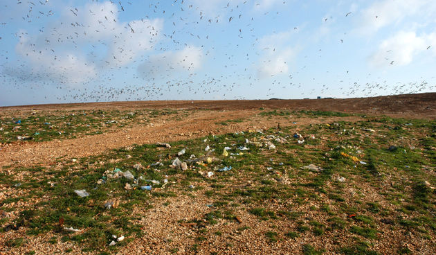 Image 1203997 (auto)