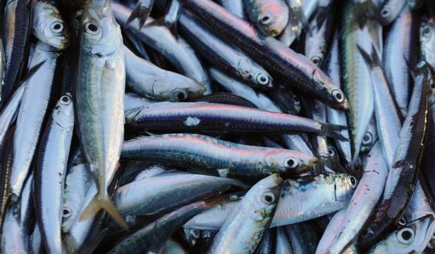 Tribunj – U ribarskoj luci u Tribunju ribari preslazu slab nocasnji ulov plave ribe. Photo: Hrvoje Jelavic/PIXSELL Autor  Hrvoje Jelavic/PIXSELL Ključne riječi  riba, ulov, ribari, Fisch, srdela,