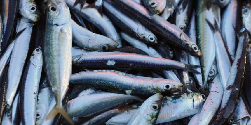 Tribunj – U ribarskoj luci u Tribunju ribari preslazu slab nocasnji ulov plave ribe. Photo: Hrvoje Jelavic/PIXSELL Autor Hrvoje Jelavic/PIXSELL Ključne riječi riba, ulov, ribari, Fisch, srdela, Tribunj – U ribarskoj luci u Tribunju ribari preslazu slab nocasnji ulov plave ribe. Photo: Hrvoje Jelavic/PIXSELL Autor Hrvoje Jelavic/PIXSELL Ključne riječi riba, ulov, ribari, Fisch, srdela,