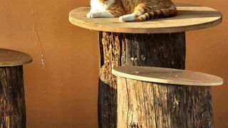 Blagdanski đir po Pagu 1. studenog 2013.  foto: Leonard Kvarantan