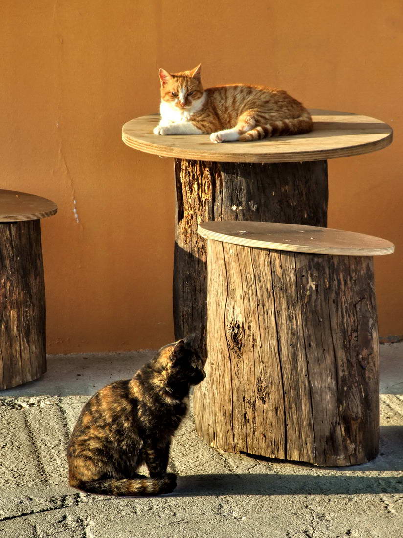 Blagdanski đir po Pagu 1. studenog 2013.  foto: Leonard Kvarantan