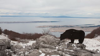 Đir do vrha Zečjak na sjevernom Velebitu, Foto: Leo Banić
