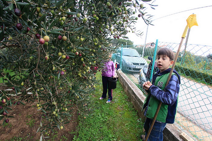 U berbi maslina, Foto: Leo Banić