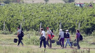 Drniš: Berba grožđa sa više od milijun čokota vinove loze, Photo: Duško Jaramaz/PIXSELL