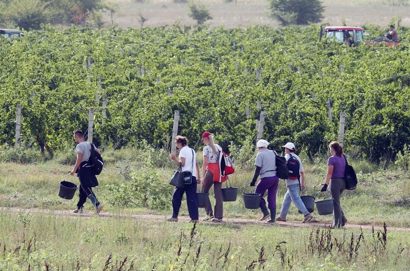 Drniš: Berba grožđa sa više od milijun čokota vinove loze, Photo: Duško Jaramaz/PIXSELL