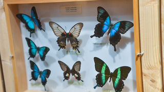 11. Noć muzeja u Zadru, foto-Iva Perinčić 11. Noć muzeja u Zadru, foto-Iva Perinčić