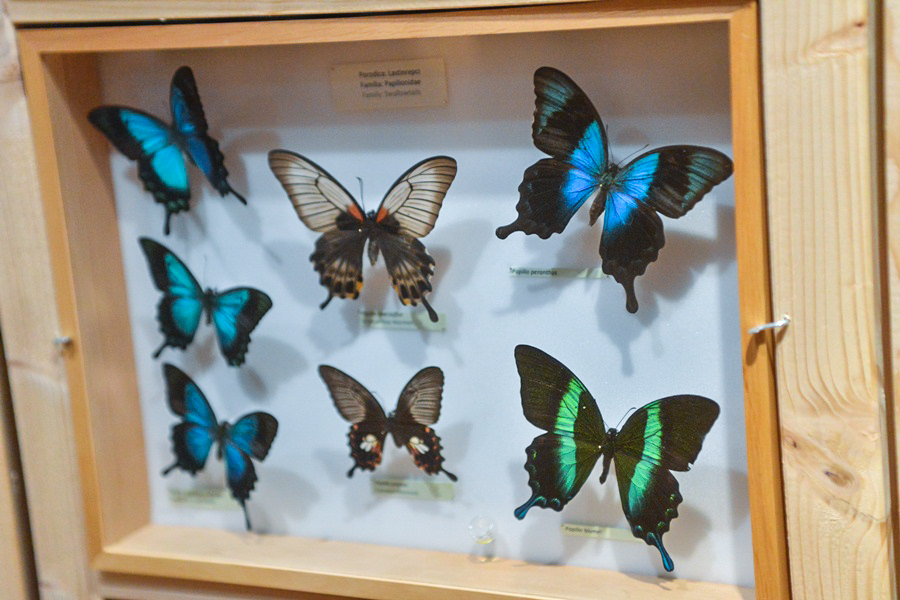 11. Noć muzeja u Zadru, foto-Iva Perinčić 11. Noć muzeja u Zadru, foto-Iva Perinčić