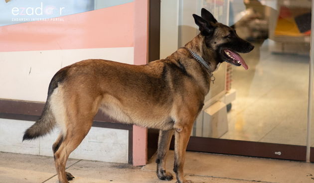 Đir po gradu, ponedjeljak 3. prosinca 2018.