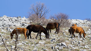 Divlji konji na Velebitu, foto: Leo Banić