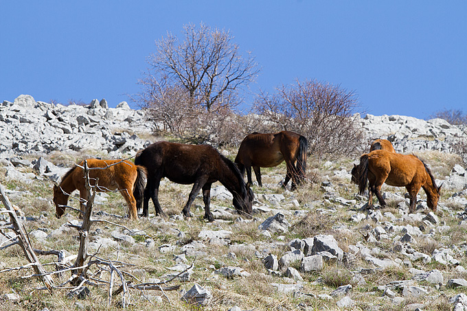 Divlji konji na Velebitu, foto: Leo Banić