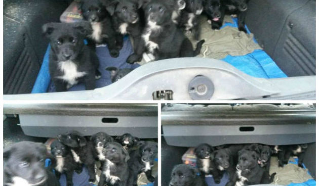 Izbaceni štenci, zadarski azil