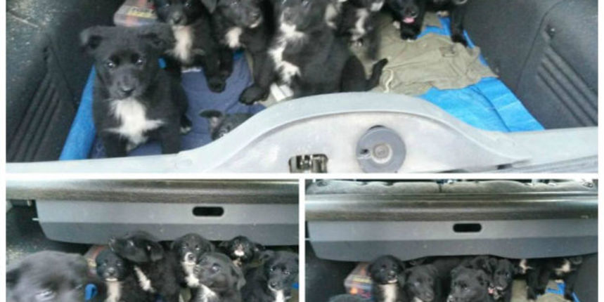 Izbaceni štenci, zadarski azil