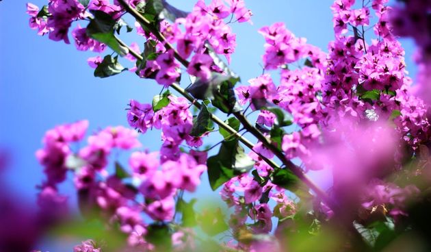 Đir po gradu 31. listopada, foto: Iva Perinčić, Proljeće, cvijeće, bugenvilija