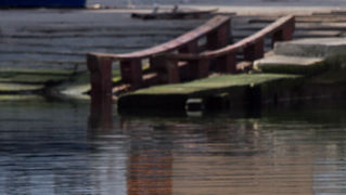 Liske u uvali Bregdetti 24. siječnja